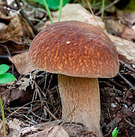 Міцелій Білого гриба сітчастого (сухий 100гр)