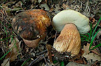 Мицелий Белого гриба темно-бронзового (сухой 100гр)