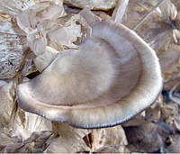 Мицелий Вешенки флоридской (сухой 100гр)