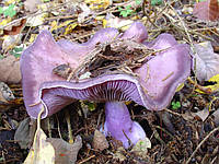 Мицелий Рядовки фиолетовой (сухой 100гр)