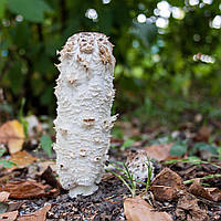 Мицелий Чернильного гриба (Навозника белого) (сухой 100гр)