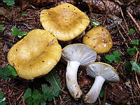 Міцелій Сироїжки охристої, Russula ochroleuca (живий 300гр)