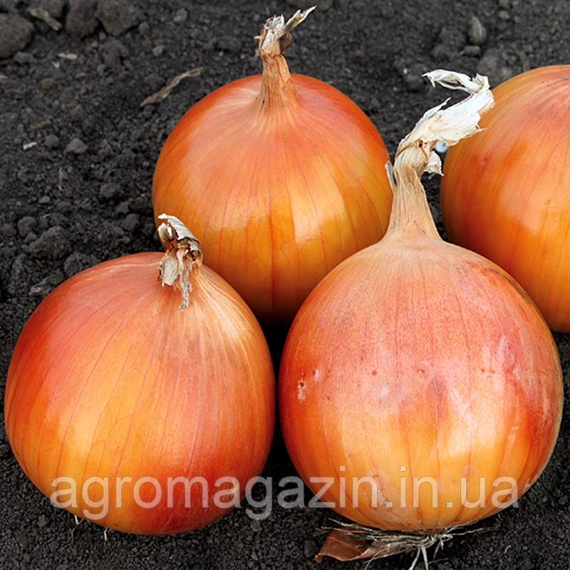 Цибуля Флагман F1 (250000нас.)