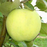Саджанці яблуні "ПАПІРОВКА". Сорт раннього дозрівання плодів.