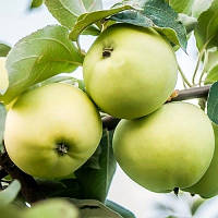 Саджанці яблуні "БІЛИЙ НАЛИВ". Сорт раннього дозрівання плодів.