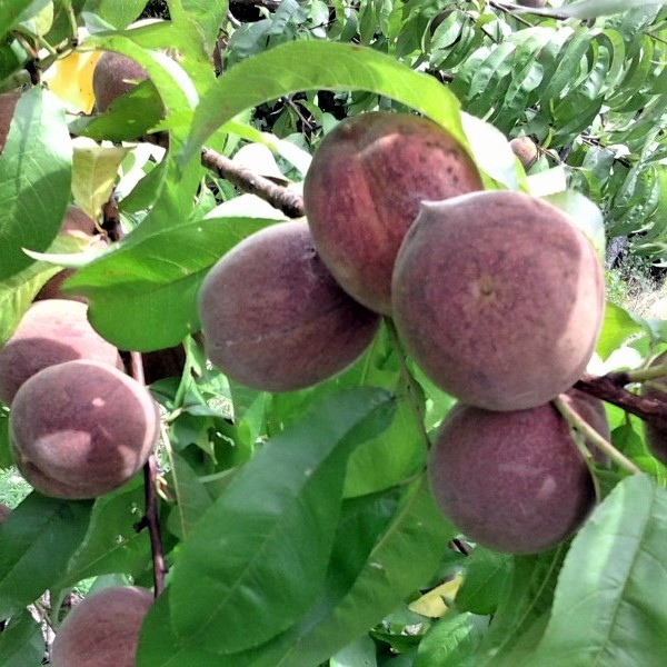 Саджанці Персика Блек Бій - красномясый, середньо-пізній, великоплідний