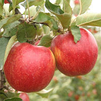 Саджанці яблуні "ДЖОНАГОЛД". Сорт середнього дозрівання плодів.