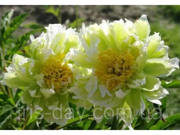 Півонія Green Halo (Klehm 1999) (сажінки), фото 1