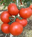 Аламина F1 - насіння томату індетермінантного 1 000 насінин, Rijk Zwaan, фото 3