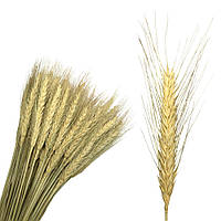 Колоски пшениці натуральні ~95 шт, 65-70 см