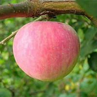Саджанці яблуні "ЕРЛІ ЖЕНЕВА". Сорт раннього дозрівання плодів.