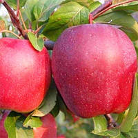 Саджанці яблуні "ГЛОСТЕР". Сорт середнього дозрівання плодів.
