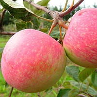 Саджанці яблунь "АМБАСІ". Сорт раннього дозрівання плодів.