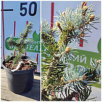 Ялина колюча  'Glauca Globosa'/Picea pungens 'Glauca Globosa' С5 /Н 20-30