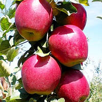Саджанці яблуні "МОДІ". Сорт раннього дозрівання плодів.