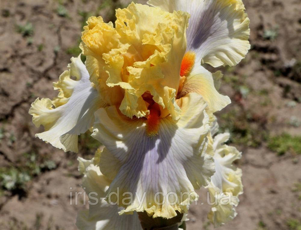 Ірис What Now My Love Комір Нау май Лав (Blyth 2014) (сажці), фото 1