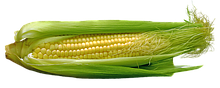 Насіння кукурудзи