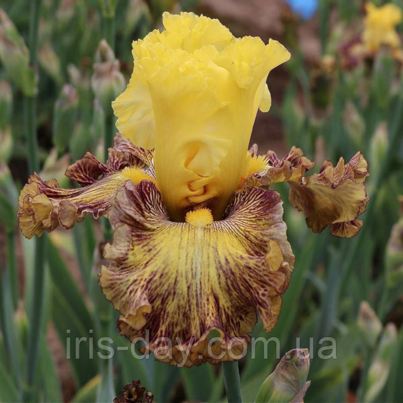 Ірис That`s Entertainment (Johnson 2019) (сажінки), фото 1