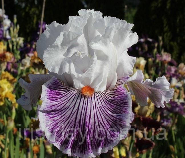 Ірис Break tradition (Johnson 2018) (сажінки), фото 1