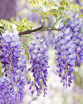 Гліцинія китайська Аметист (Amethyst, Wisteria sinensis), фото 3