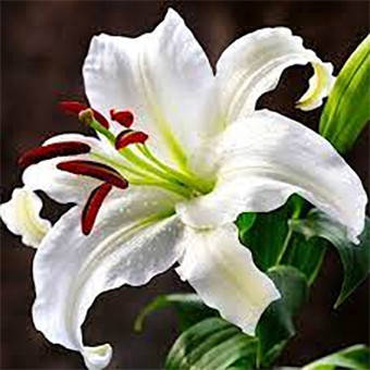 Лілію Самбука східна (Lilium Sambuca oriental hybrids) 3 шт. Україна, фото 2