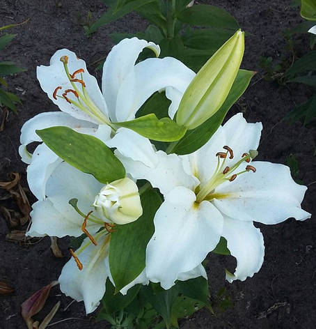 Лілію Самбука східна (Lilium Sambuca oriental hybrids) 3 шт. Україна, фото 2