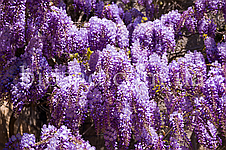 Гліцинія китайська Аметист Фоллс (Amethyst Falls), фото 3