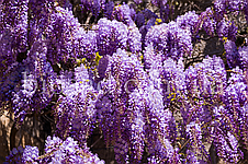 Гліцинія китайська Аметист Фоллс (Amethyst Falls), фото 2