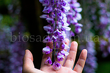 Гліцинія китайська Аметист Фоллс (Amethyst Falls), фото 5