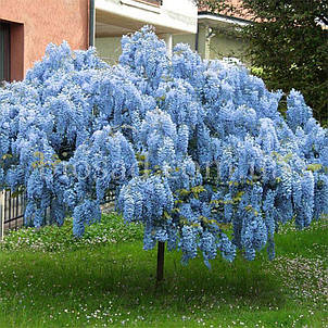 Гліцинія китайська Блю Дрім (Blue Dream), фото 2