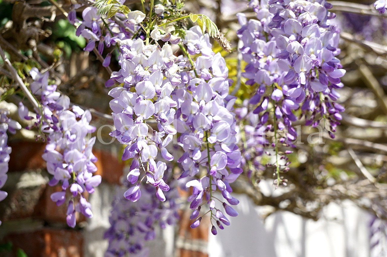 Гліцинія китайська Аметист (Amethyst, Wisteria sinensis)