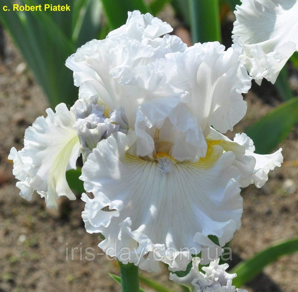 Ірис Winter's Smile (Black 2016) (сажільники), фото 1