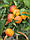 Клементін "AMOA 8" (C. clementina "amoa 8") 40-45 см. з червоною м'якоттю. Кімнатний, фото 3