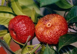 Клементи Рубіно Россо (Citrus clementina Rubino Rosso) 30-35 см із червоною м'якоттю. Кімнатний