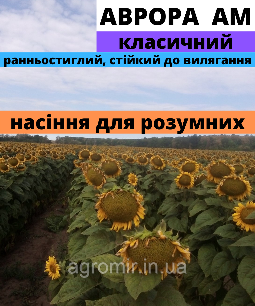 Насіння соняшника гібрида АВРОРА АМ