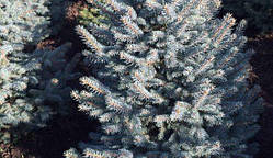 Ялина колюча блакитна Маджестик Блю (Picea pungens Glauca Majestic Blue) h-30-50 см у контейнері С5 л