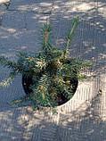 Ялина колюча блакитна Маджестик Блю (Picea pungens Glauca Majestic Blue) h-30-50 см у контейнері С5 л, фото 4