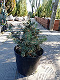 Ялина колюча блакитна Маджестик Блю (Picea pungens Glauca Majestic Blue) h-30-50 см у контейнері С5 л, фото 3