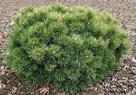 Сосна гірська Монтана (Pinus mugo Montana) а-20-40 см у контейнері С2 л