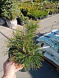 Сосна гірська Монтана (Pinus mugo Montana) а-20-40 см у контейнері С2 л, фото 2