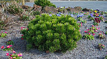 Сосна гірська Пуміліо (Pinus mugo Pumilio) а-20-40 см у контейнері С2 л