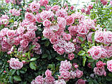Роза в'юнка Джардина (Giardina), фото 3