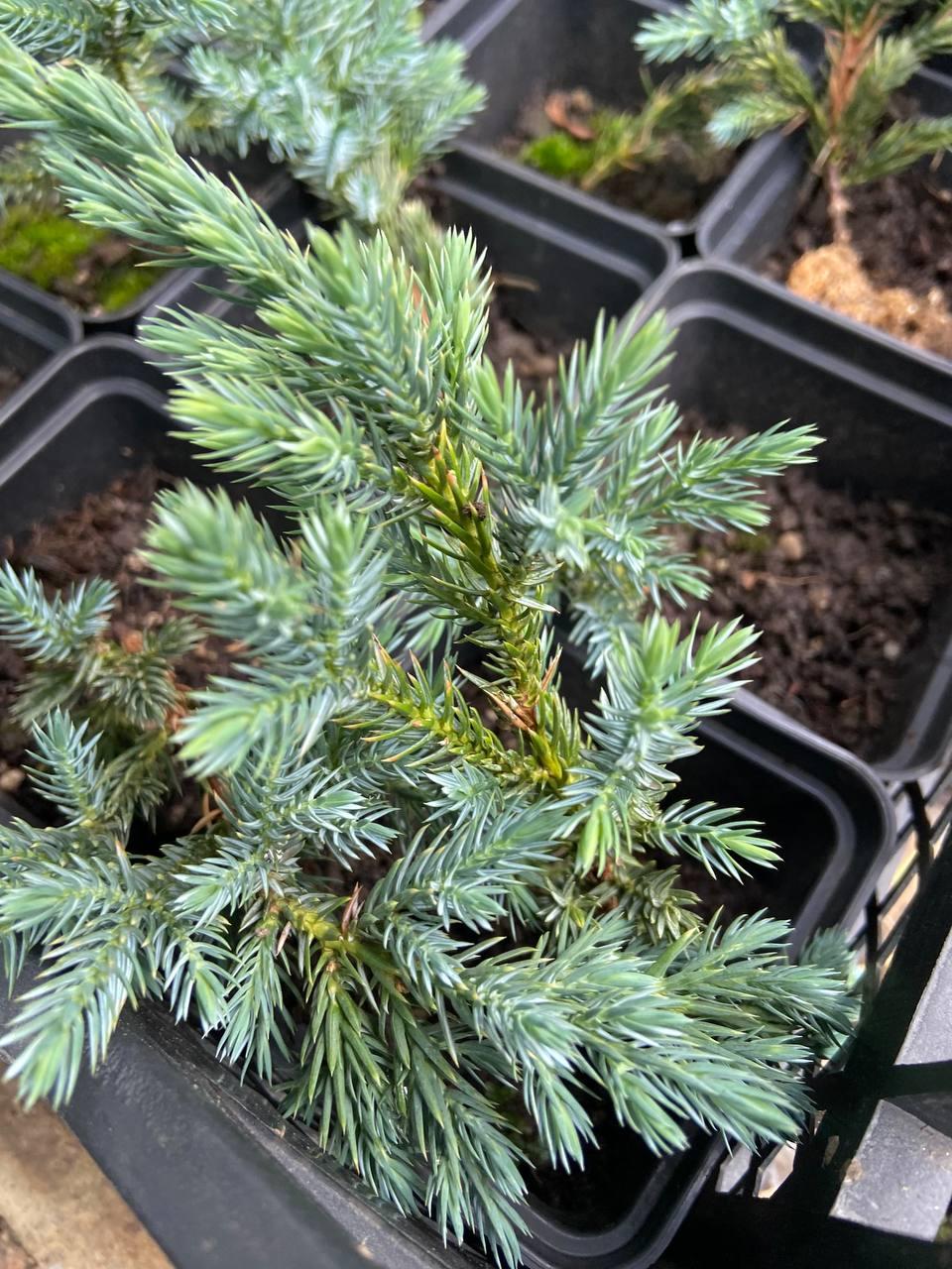 Ялівець Чешуйчастий Блю Спайдер (Juniperus squamata Blue Spider) 15 см - фото 1 - id-p1491610167