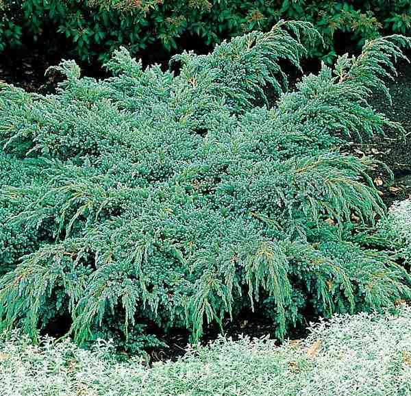Ялівець Чешуйчастий Блю Спайдер (Juniperus squamata Blue Spider) 15 см - фото 7 - id-p1491610167