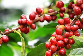 Барбарис(берберин)