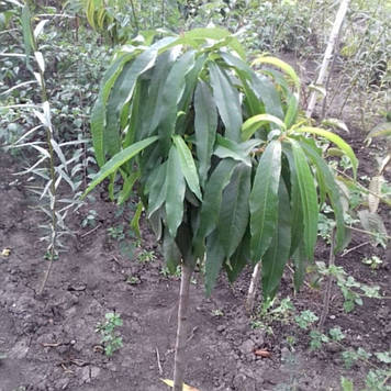 Пepcик колоноподібний на штамбі (середньостиглий)