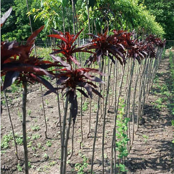 Пepcик колоноподібний червонолистий на штамбі (середньостиглий) 40-70 см