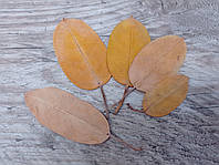 Сухоцвет листьев жасмина для гербария 5 шт/уп