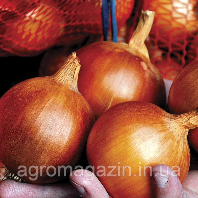 Цибуля Хайденс F1 (250000нас.)