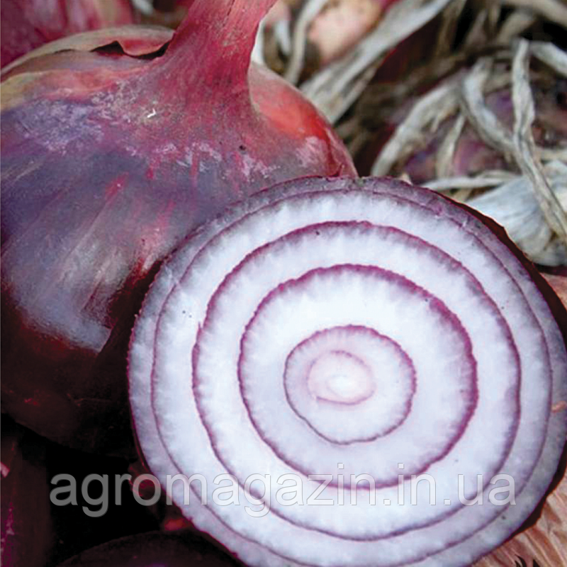 Цибуля Ройо Дуро F1 (250000нас.) фіолетовий